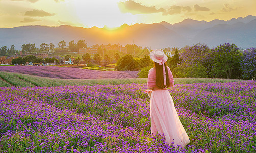 绘画紫色花夏日紫色花海中的女孩背影背景