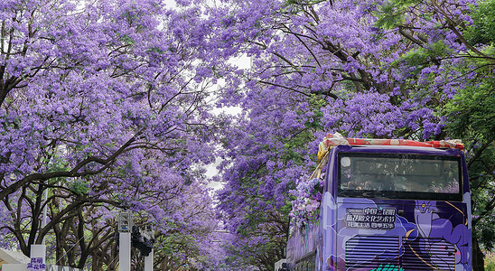 紫色鲜菇昆明蓝花楹风光背景