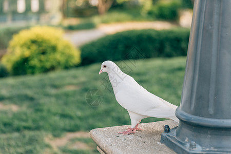 美丽鸽子盛夏公园里的白鸽背景
