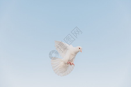 盛夏公园里的白鸽高清图片
