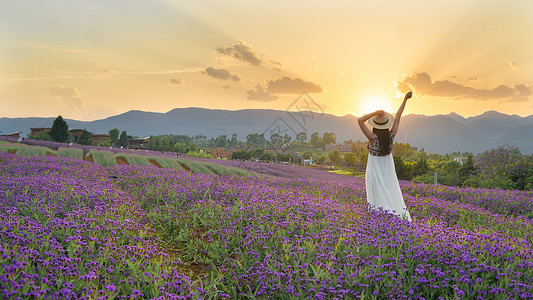 黄昏薰衣草夕阳下紫色花海中的女孩背影背景