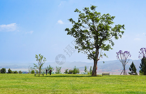 草坪贴图弥勒太平湖森林公园风光背景