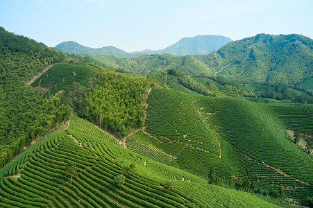 清新绿色茶树航拍安吉茶山景色背景