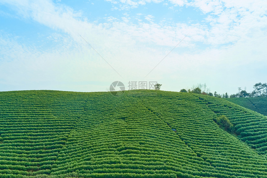 航拍茶山大自然图片