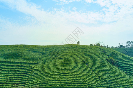 茶树籽航拍茶山大自然背景