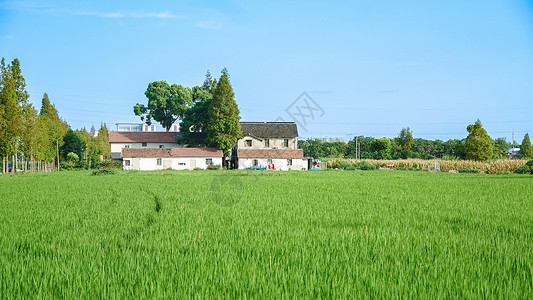 山下稻谷风景蓝天下的绿色稻田背景