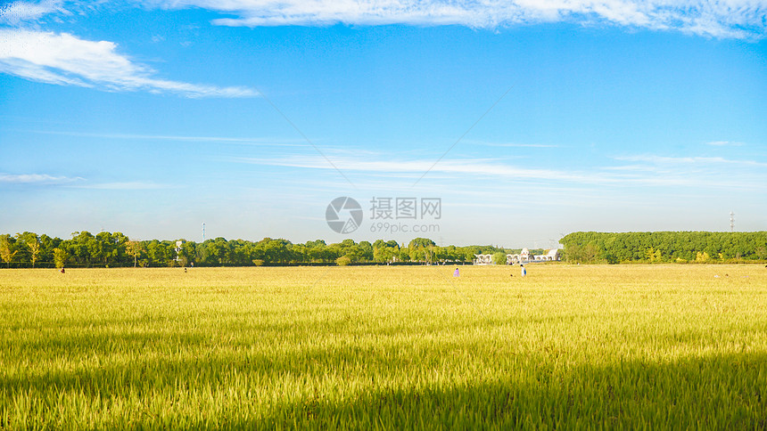 蓝天下的稻田图片