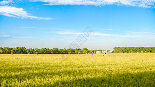 田园房蓝天下的稻田背景