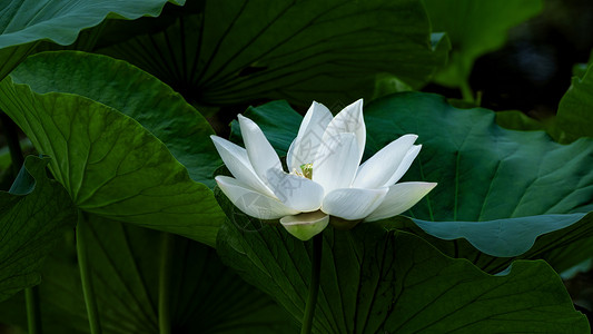 夏季深红色花卉夏季植物花卉景观背景