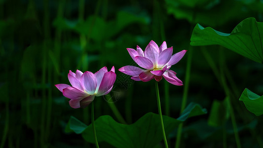 字体美化夏季植物花卉景观背景