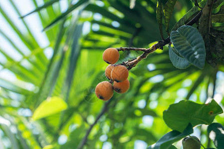 夏季枇杷水果芒果实高清图片