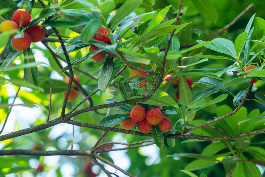 夏季水果杨梅图片