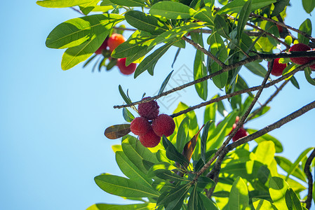夏季水果杨梅高清图片
