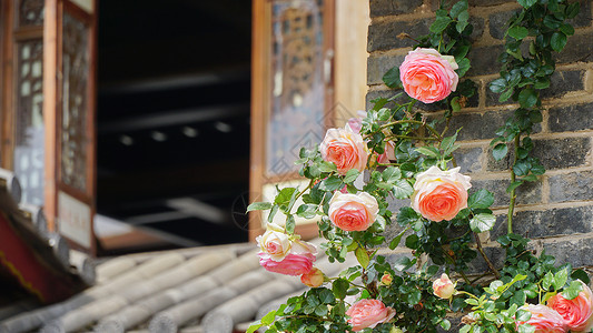 安南古城初夏盛开的蔷薇花背景