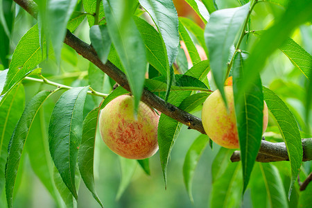 桃子素材夏季水果桃子背景