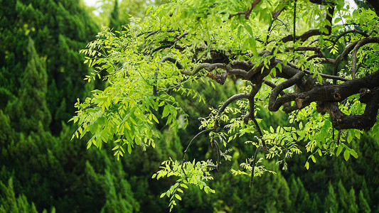 植物图鉴江南园林亭林园夏日风光背景