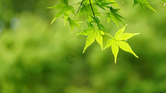 夏至森林夏天叶子自然风光背景