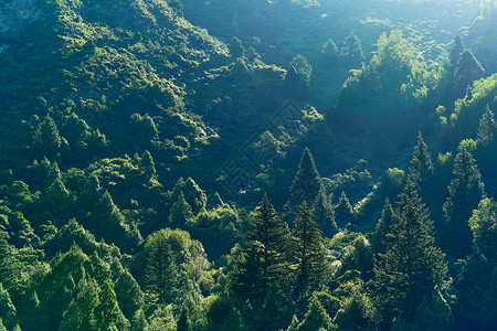 天气好素材阳光下的高山草甸树林背景