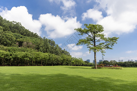 夏天蓝色绿化城市公园草地高清图片