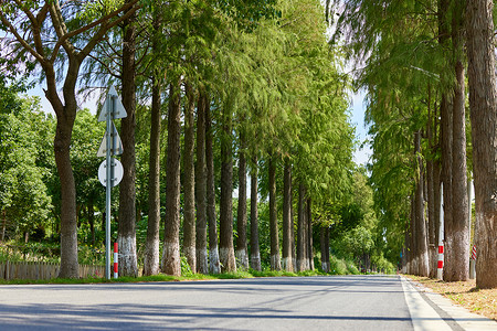 竹子罩夏日绿色公路风景背景