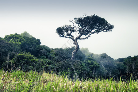 南亚种族斯里兰卡世界遗产霍顿平原背景