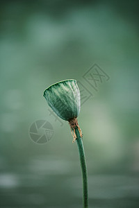 立夏清新荷花夏日雨中的莲蓬背景