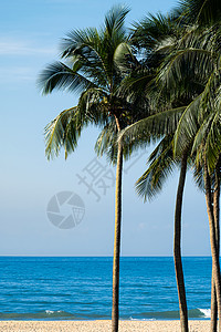 科特林夏天阳光下海边的椰树背景