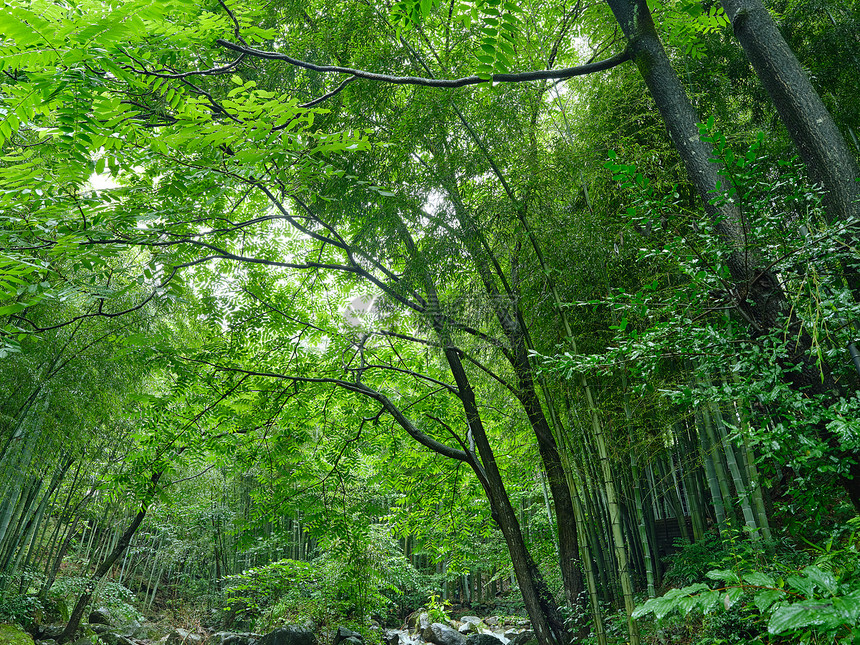 夏日雨季山间绿色竹林图片