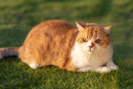 草地上晒太阳的宠物猫图片