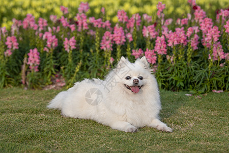 在草地花园里的白色博美犬图片