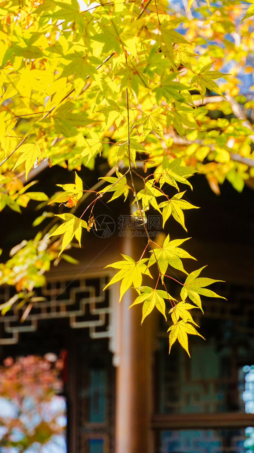 初秋古典建筑背景的枫叶特写图片