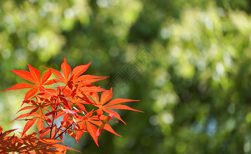 秋天红枫叶风光图片