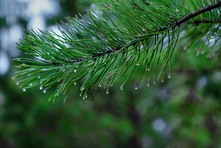 树木植被雨水特写图片