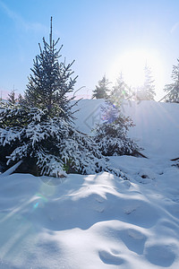 内蒙古冬季冰雪植物逆光图片