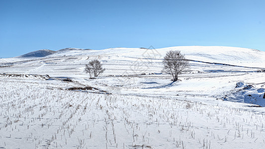 内蒙古大青山冬季树木山峦雪景图片