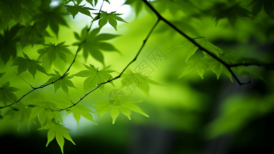 枫树的绿色树枝背景图片