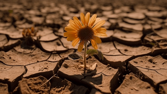 农田干旱干旱破裂的土地生长出一朵花背景