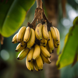 果树上成熟的香蕉图片