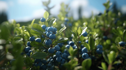 灌木枝头的蓝莓背景图片