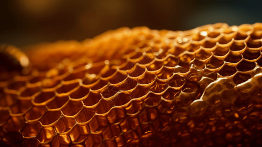 充满蜜浆的蜂巢高清图片
