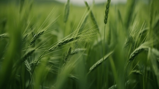 在微风中摇曳的农作物的特写镜头高清图片