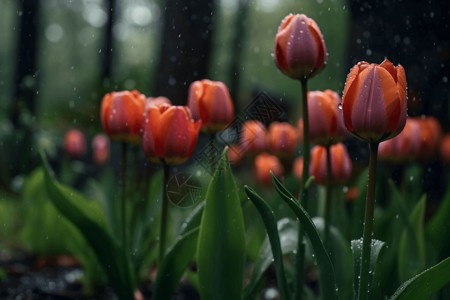 雨中的花园图片