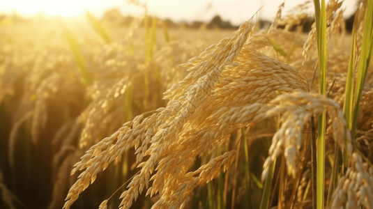 阳光照射的水稻背景图片
