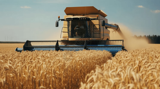 收获机收集小麦的镜头背景