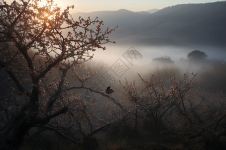 大下谷大雾里的树枝设计图片