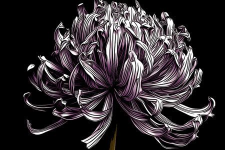 紫色风信子黑白插画图片