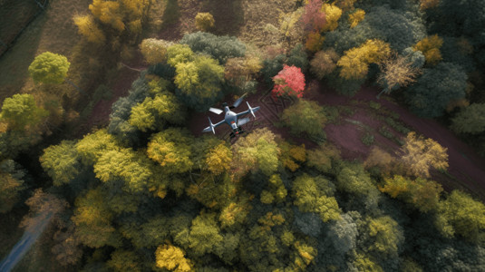 无人机树木森林航空高清图片