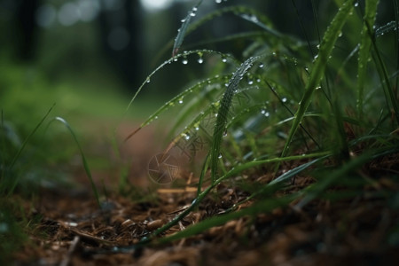 草地小草草丛雨后的地面背景