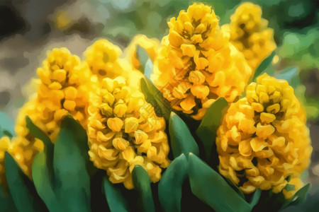 黄色风信子花朵特写背景图片