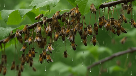 聚集在树枝上的蜜蜂图片